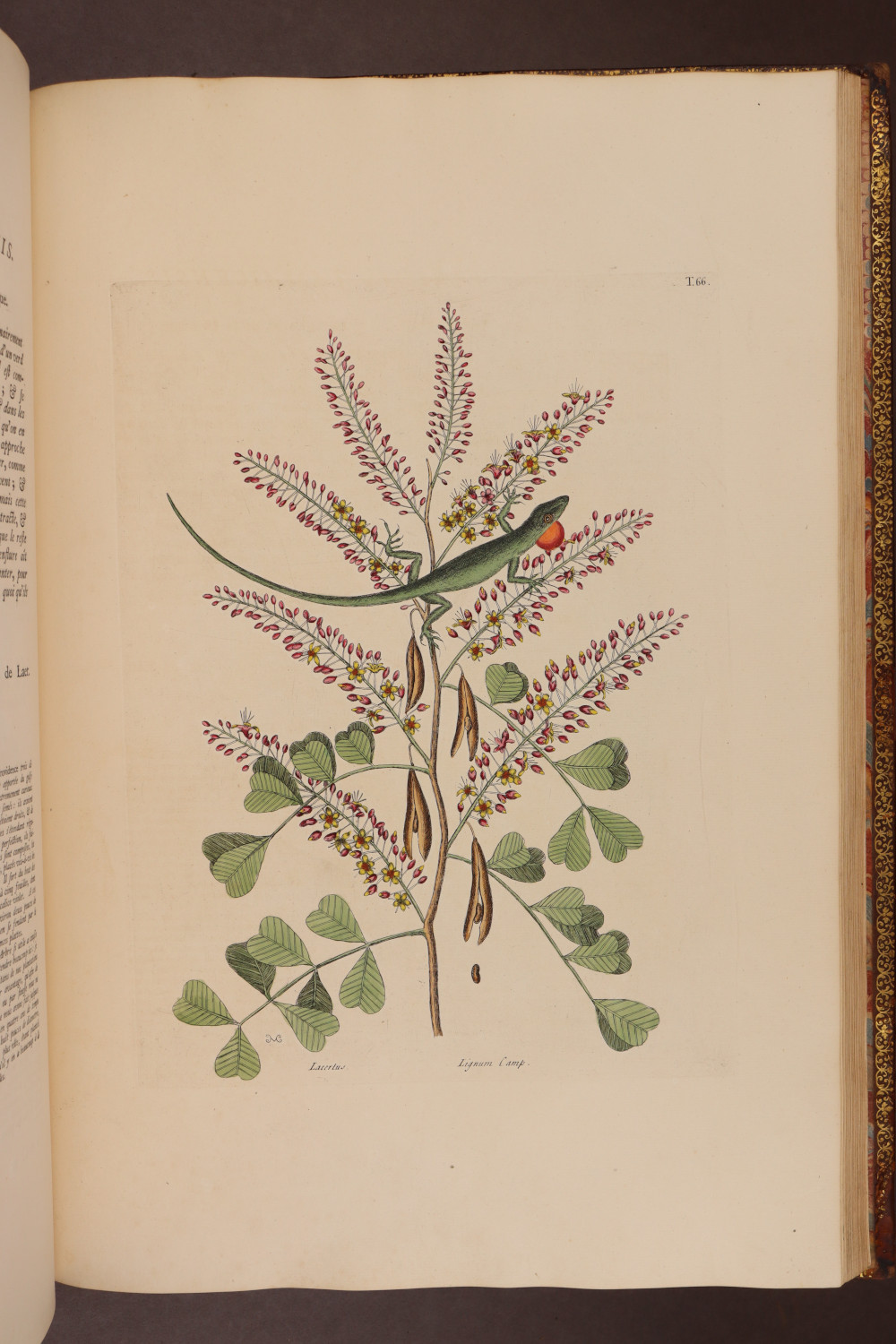 Plate 66